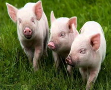 Ціни на живець свиней стрибнули, не дочекавшись високого великоднього сезону